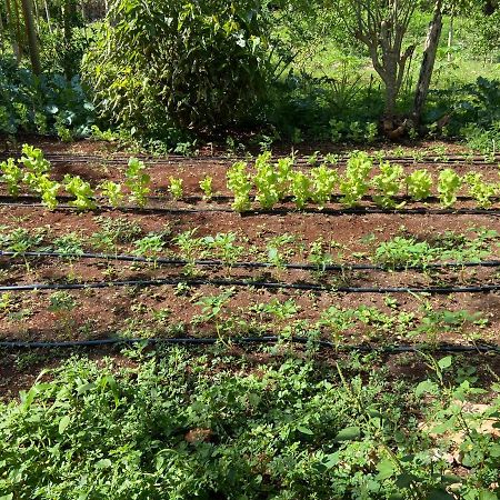 Encantadora Villa Maya Tradicional En Rancho Agroecologico Tzucacab Luaran gambar