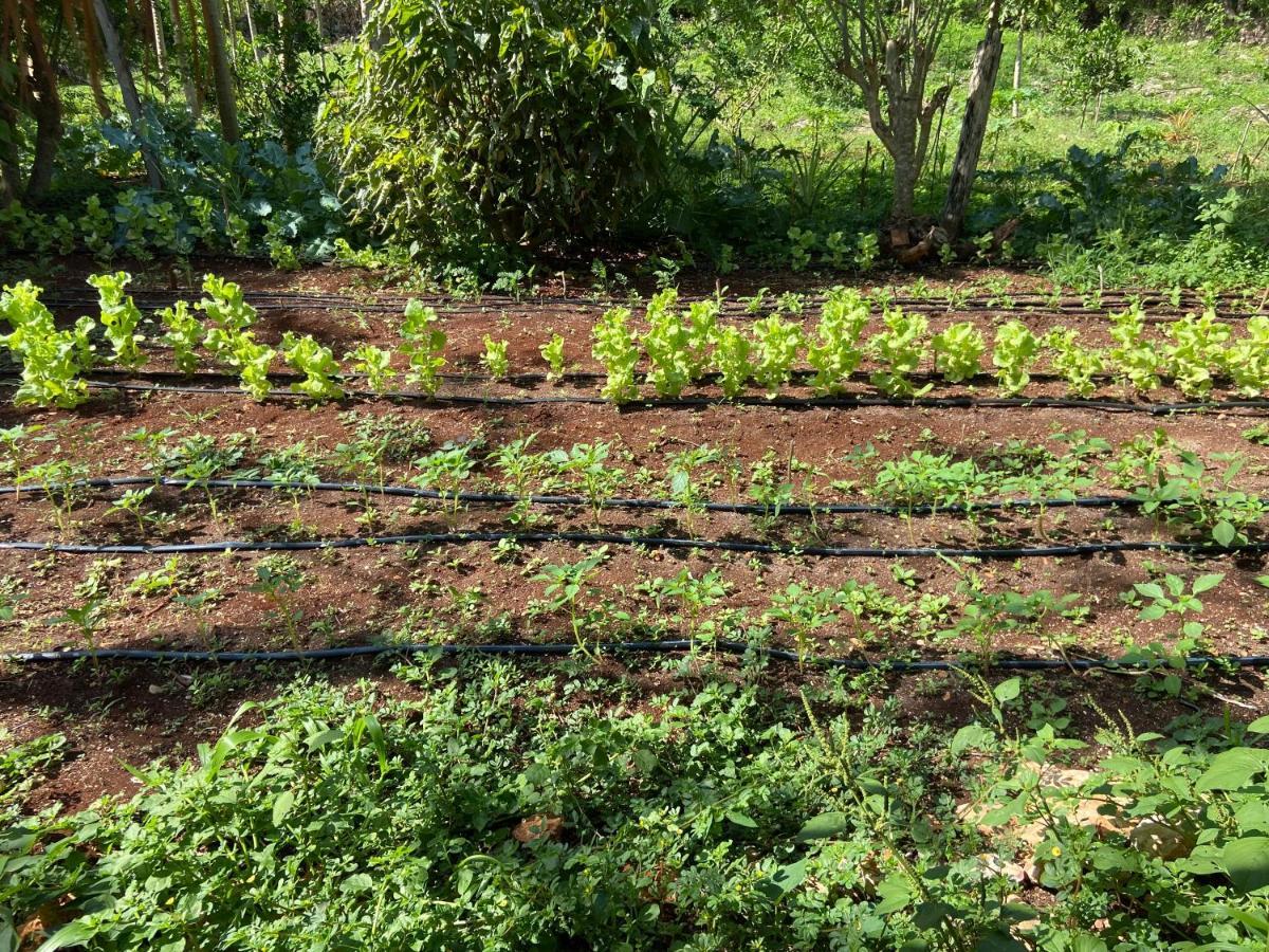 Encantadora Villa Maya Tradicional En Rancho Agroecologico Tzucacab Luaran gambar
